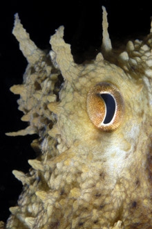 Octopus vulgaris